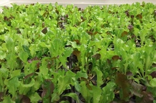 Lettuce Plants 